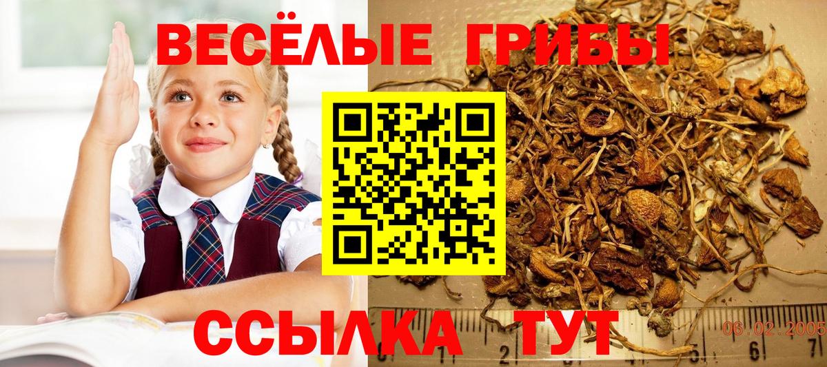 Галлюциногенные грибы Psilocybine cubensis  Вход с VPN  Ачинск  Галлюциногенные грибы MAGIC MUSHROOMS 